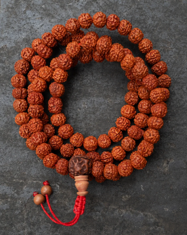 5 Mukhi Rudraksha White